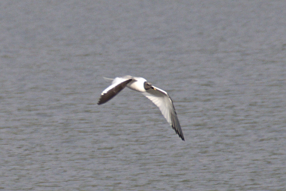 Sabine's Gull - Jack Bowling