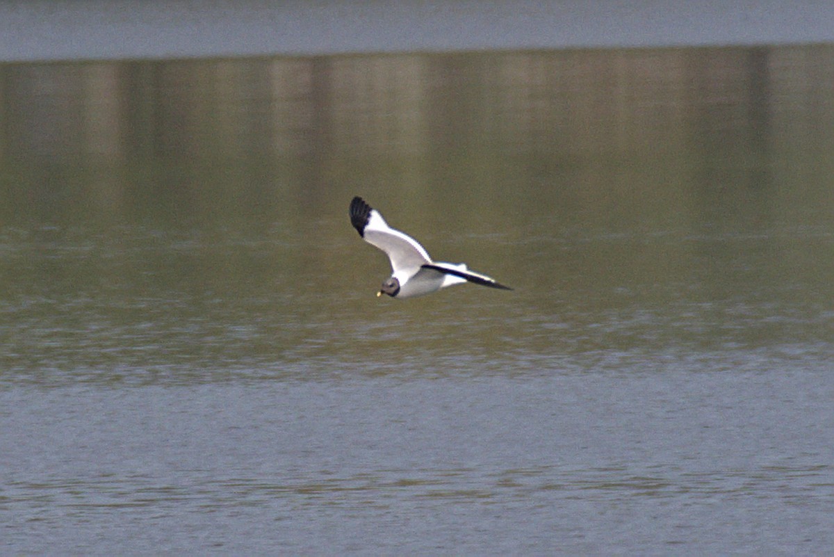 Gaviota de Sabine - ML113430591