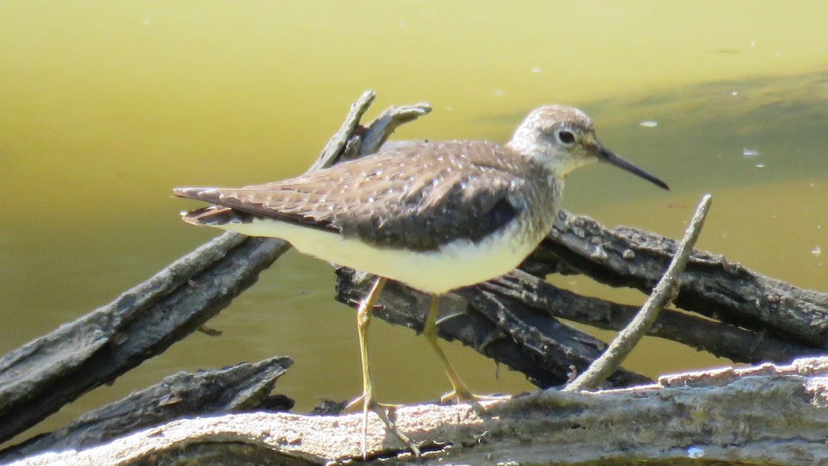 eremittsnipe - ML113430681