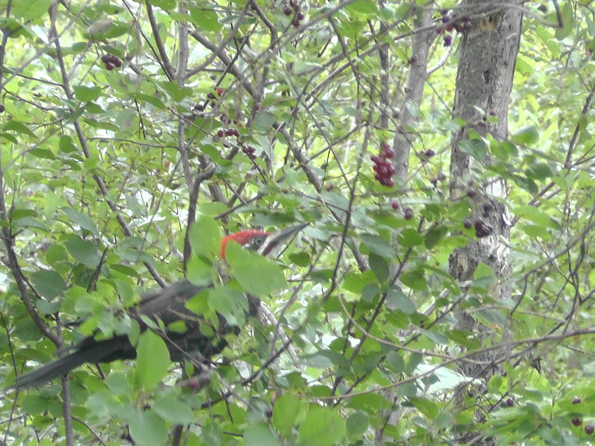Pileated Woodpecker - ML113431811