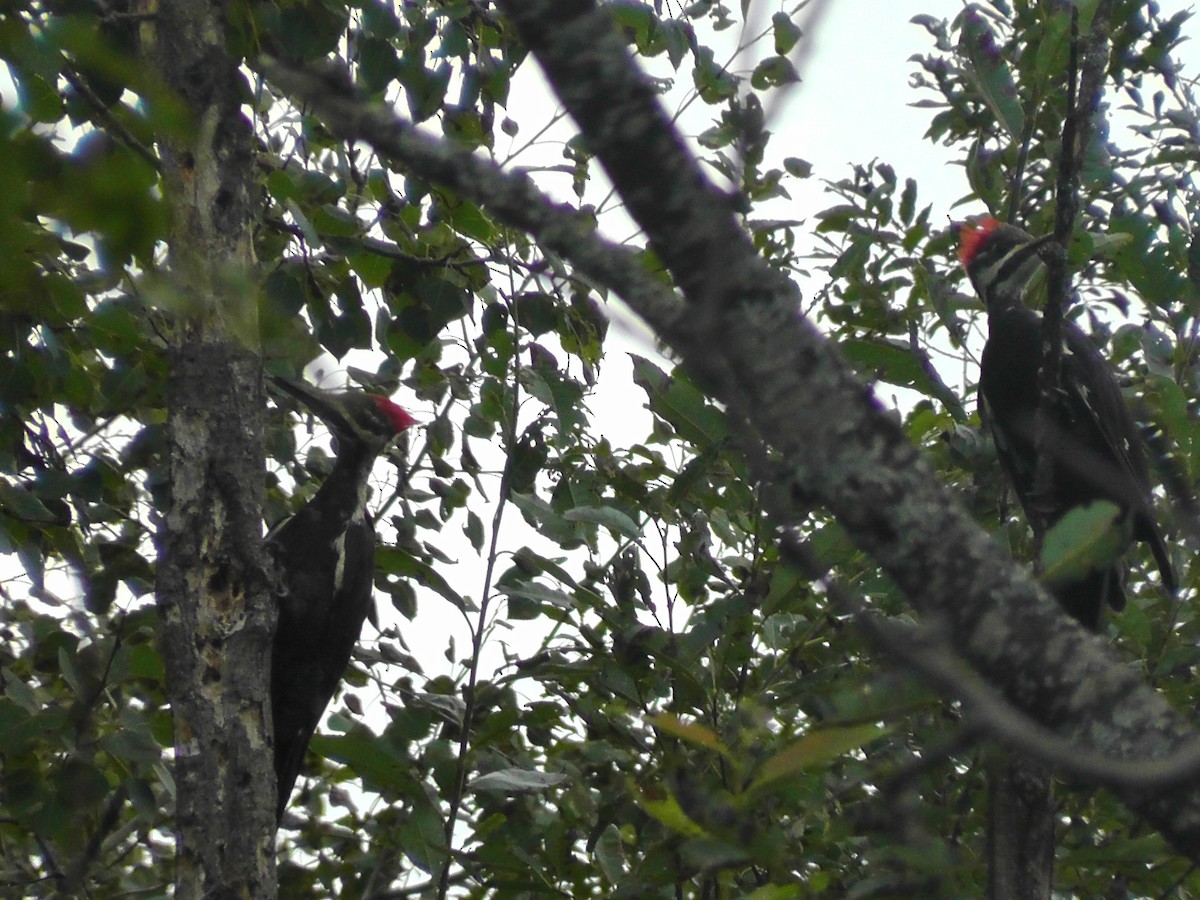 Pileated Woodpecker - ML113432071