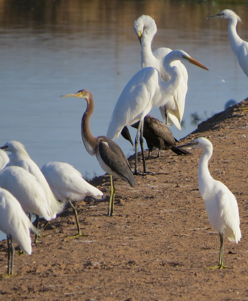 Tricolored Heron - ML113432301