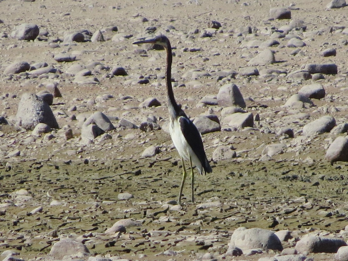 Tricolored Heron - ML113432341