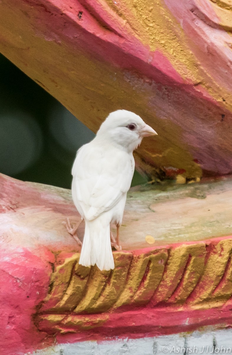 House Sparrow - ML113433091