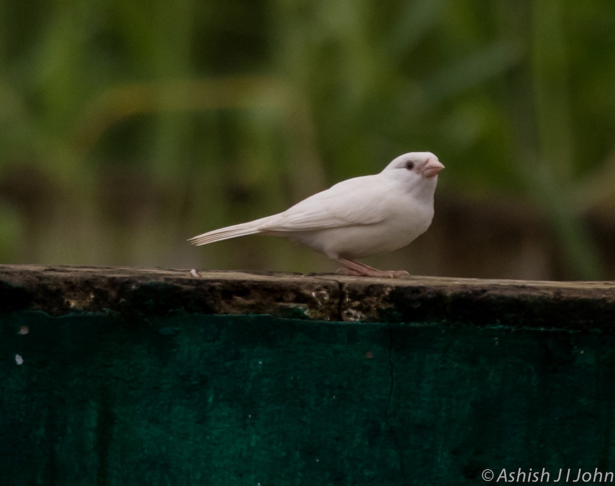 House Sparrow - ML113433151