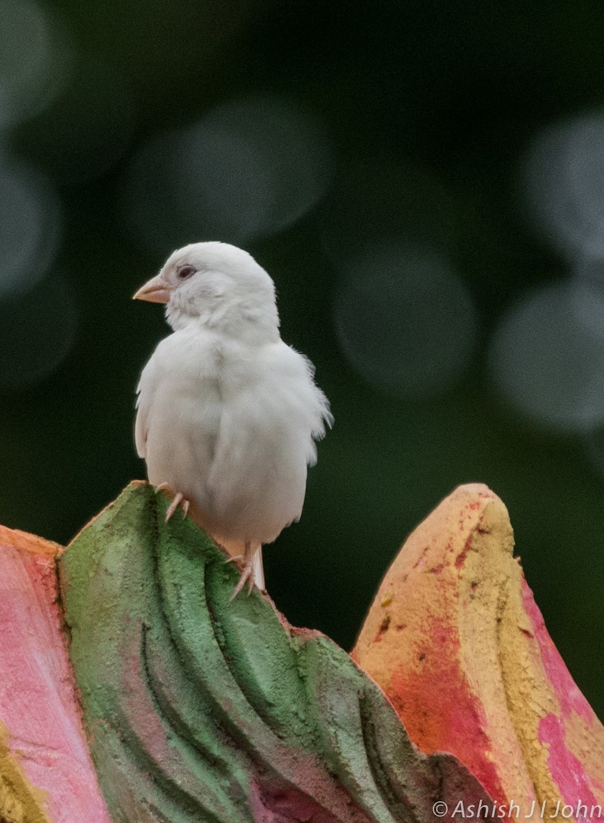 House Sparrow - ML113433211