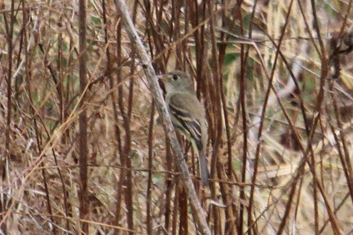 Willow Flycatcher - ML113435901