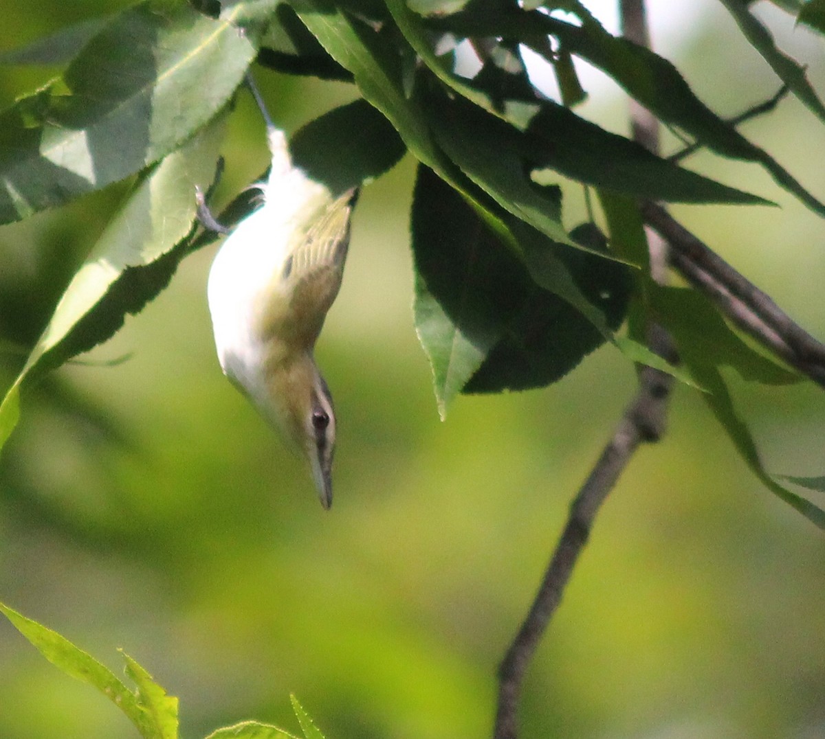 Red-eyed Vireo - Jennifer  Day