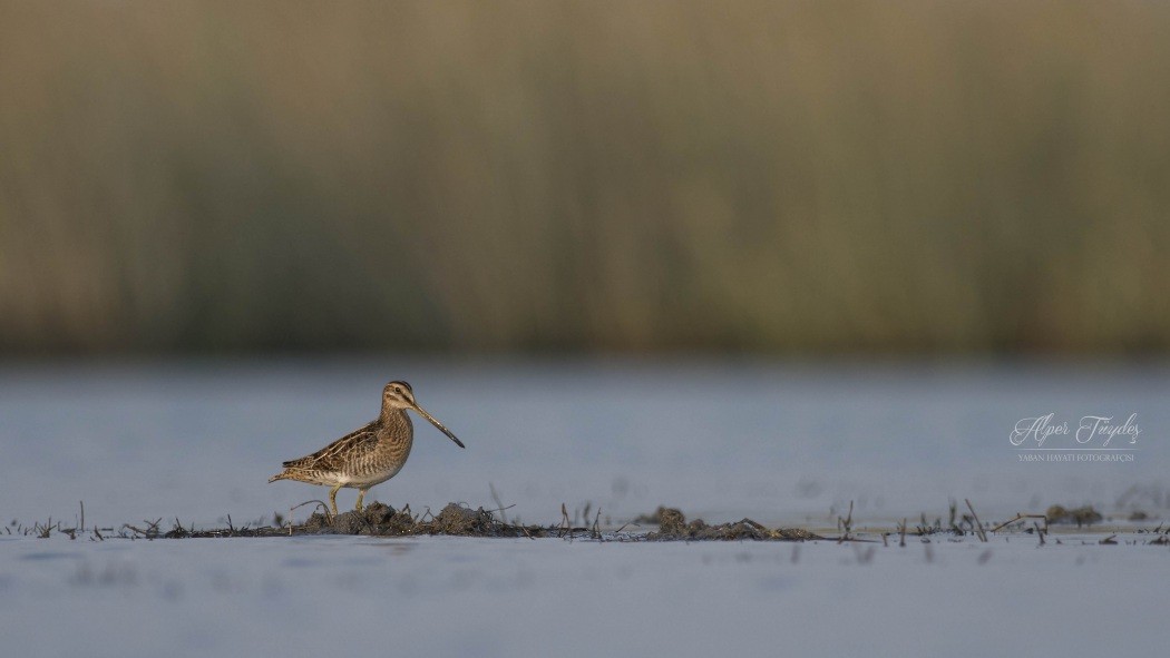 Common Snipe - ML113440771