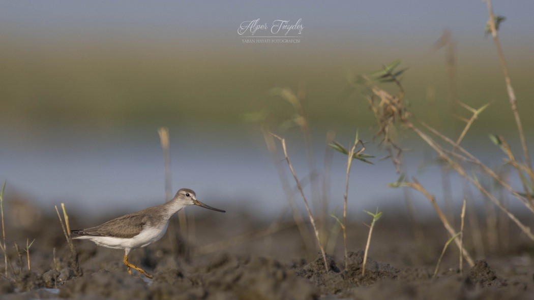 Terek Sandpiper - Alper Tüydeş