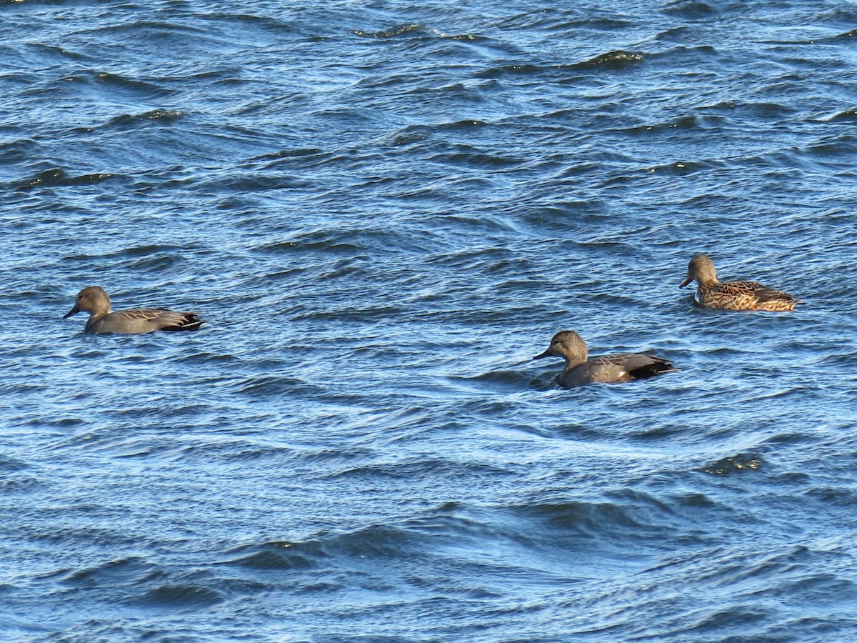 Gadwall - Simon Bradfield