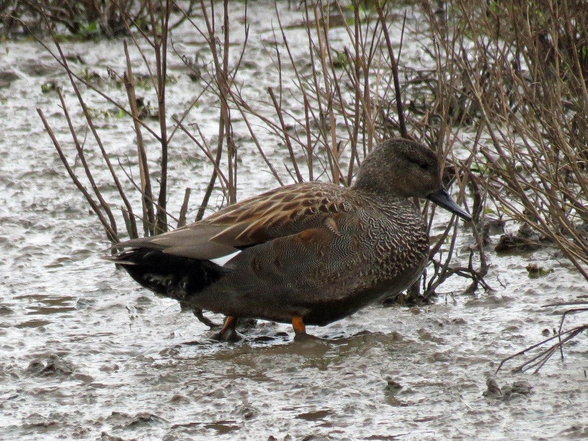 Canard chipeau - ML113443331