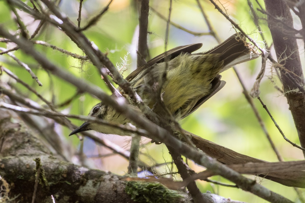 Negros Striped-Babbler - ML113445021