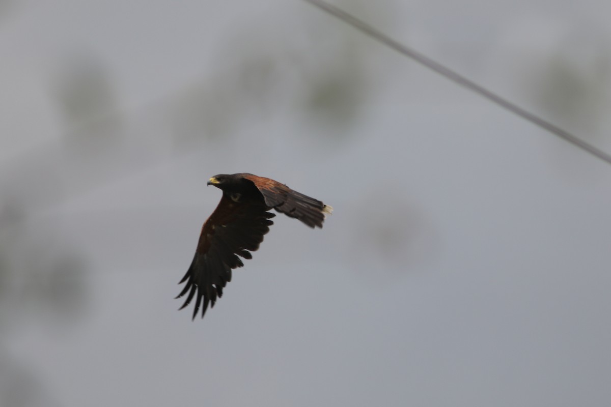 Harris's Hawk - ML113445571