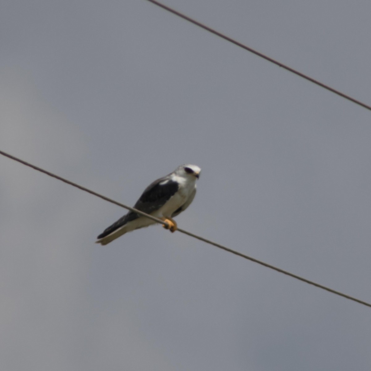 White-tailed Kite - ML113445651