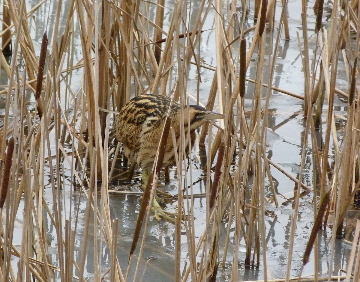 Great Bittern - ML113446201