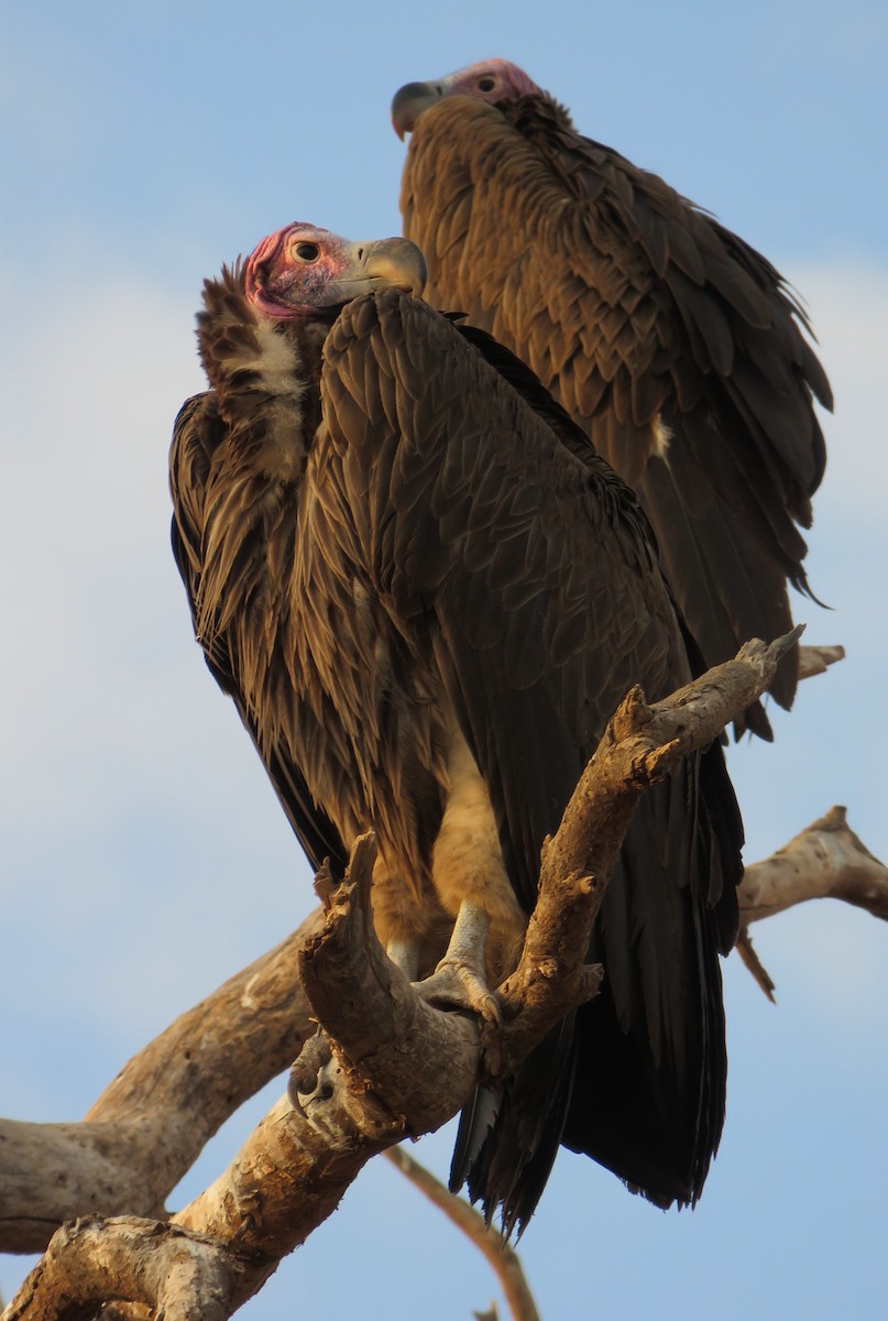 Lappet-faced Vulture - ML113447211