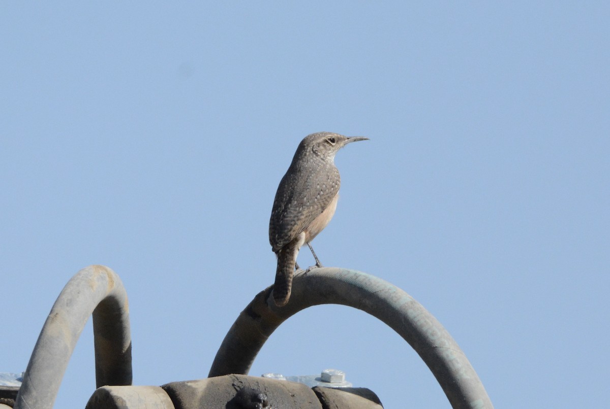 Rock Wren - ML113447691