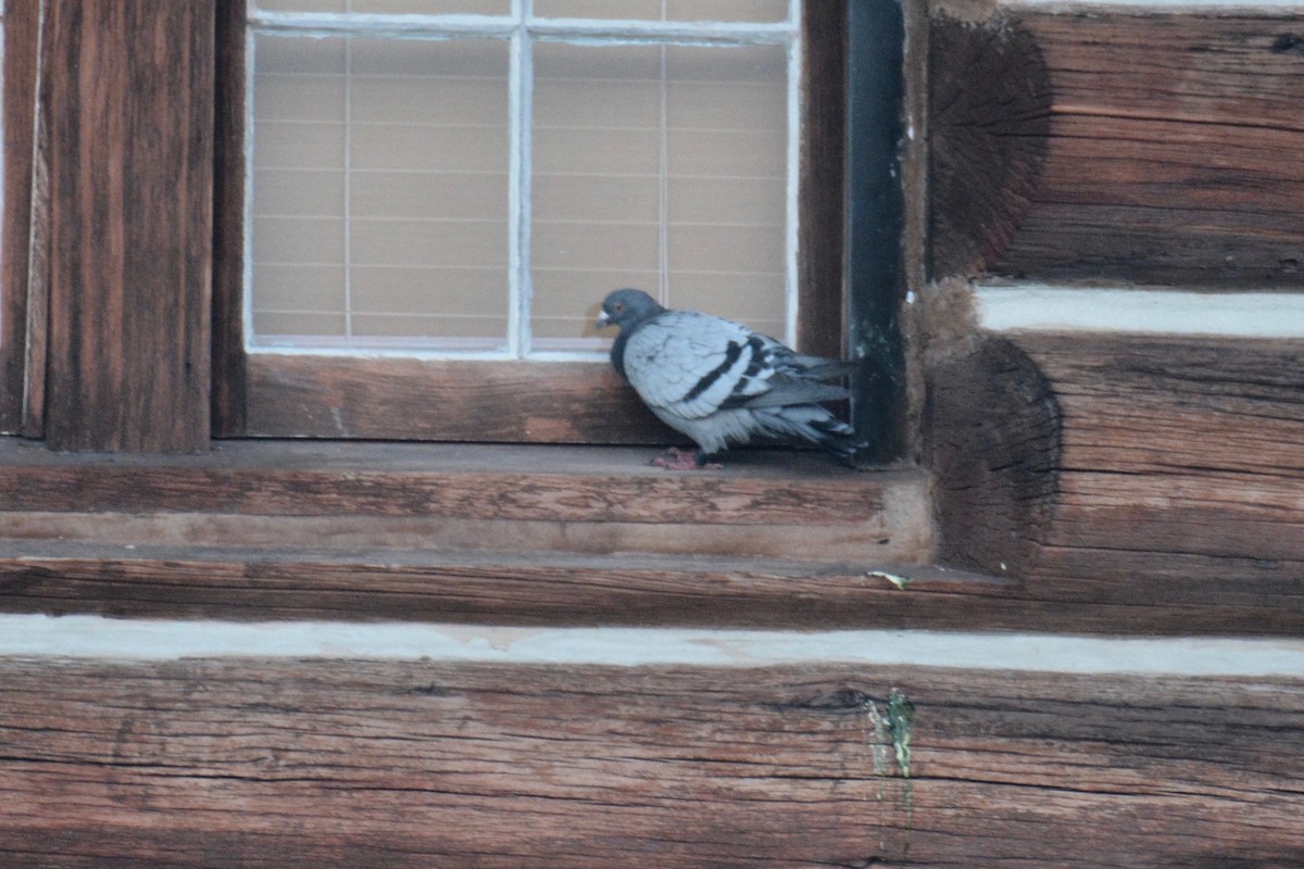 Rock Pigeon (Feral Pigeon) - ML113447911