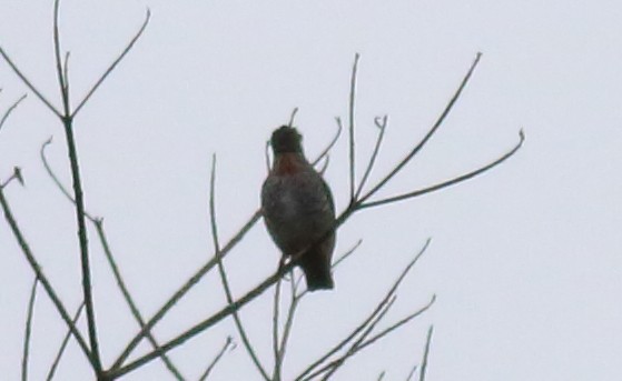 Buff-throated Purpletuft - ML113448481