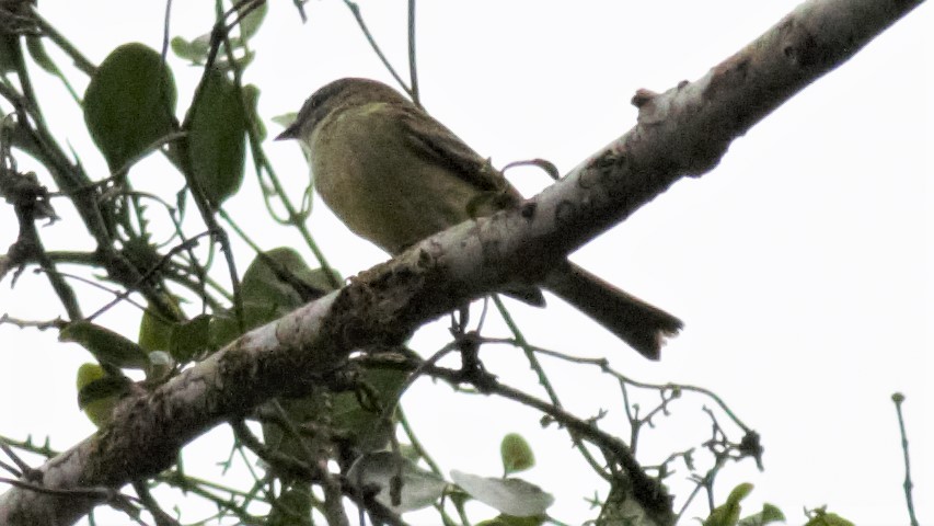 Mosquerito Oliváceo - ML113449071