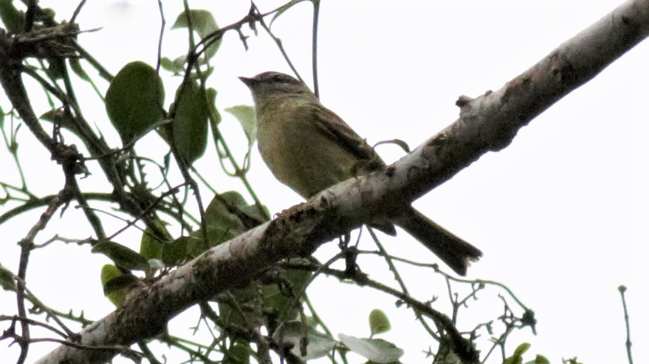 Planalto Tyrannulet - ML113449081