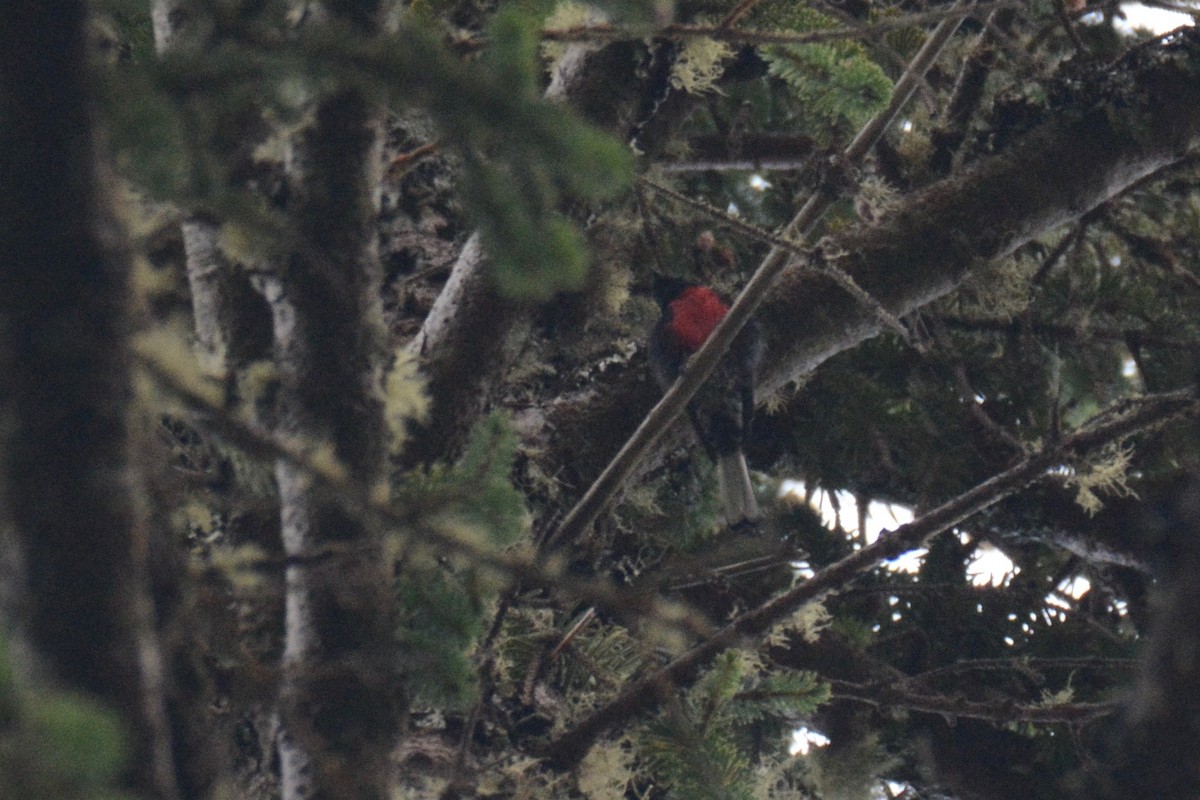 Painted Redstart - ML113450461