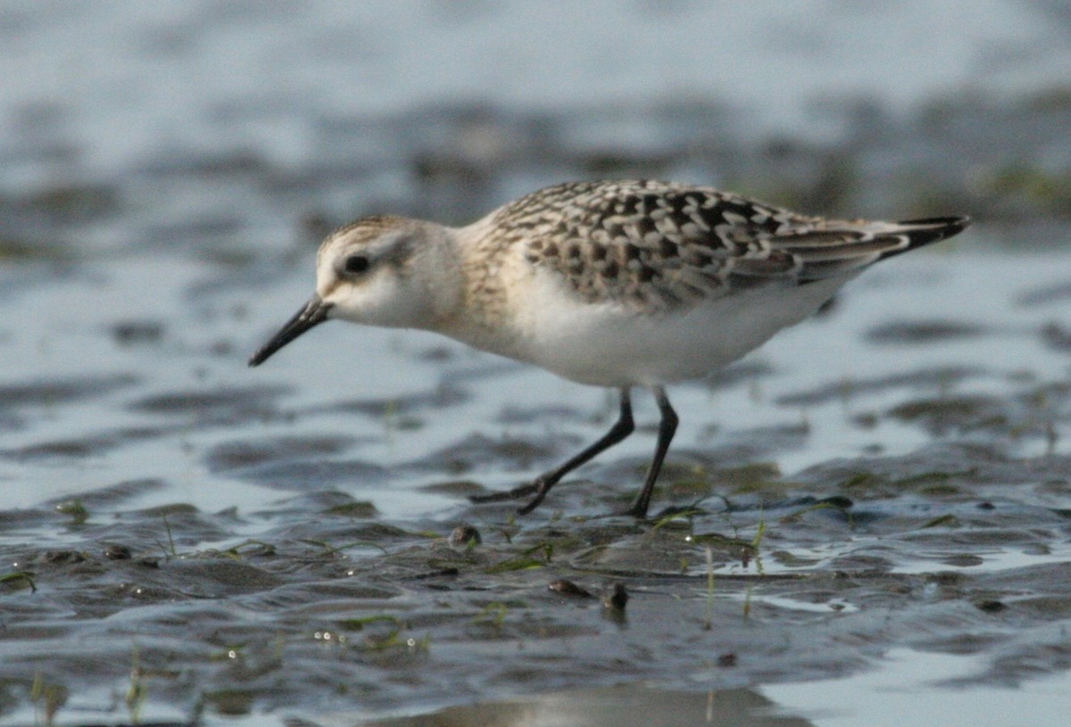 Sanderling - ML113451081