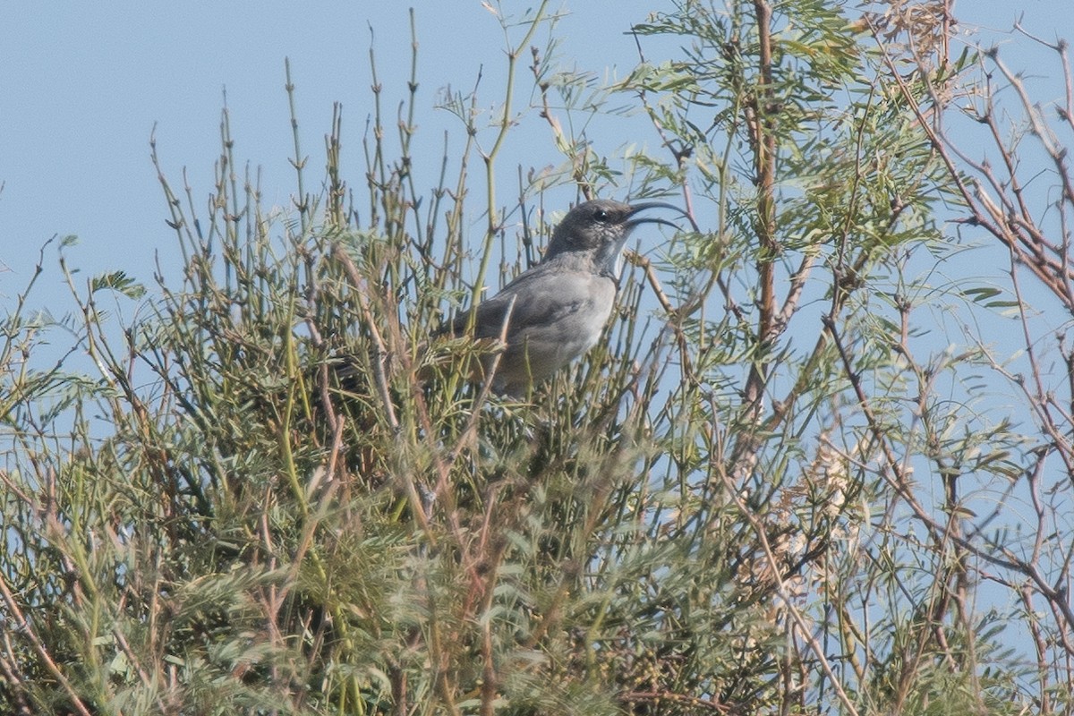 LeConte's Thrasher - ML113451581