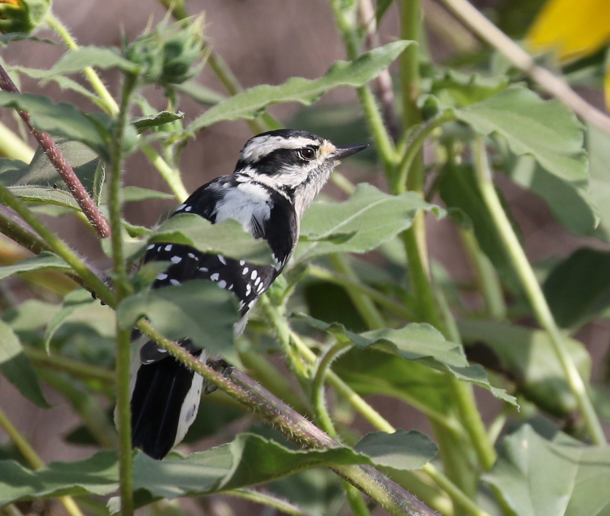 Downy Woodpecker - Matthew Grube