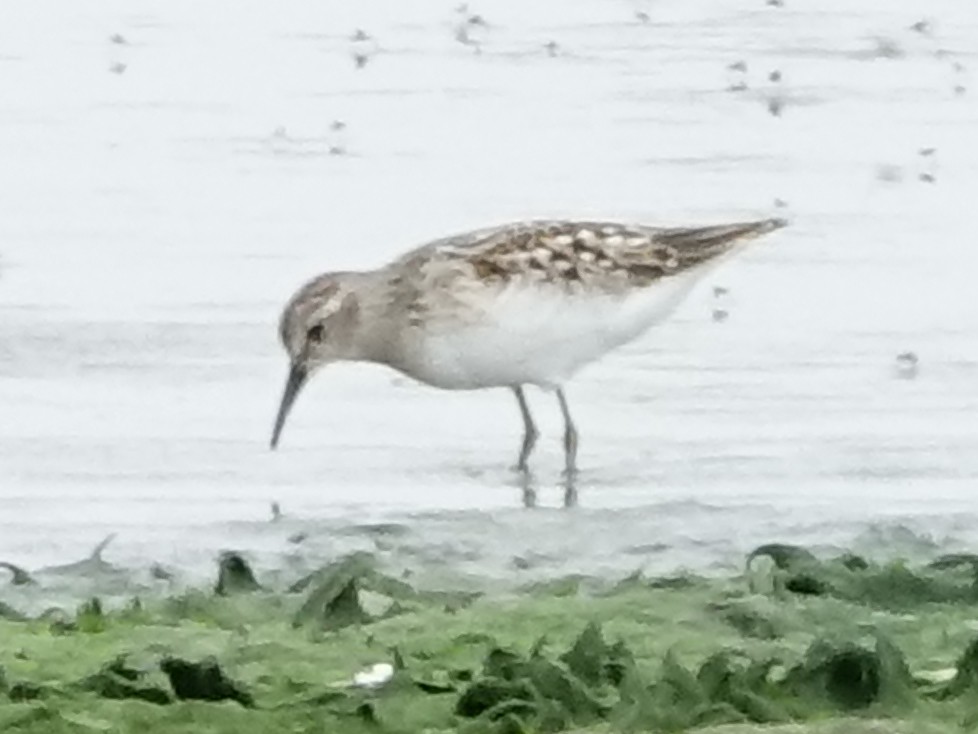 Least Sandpiper - ML113451971