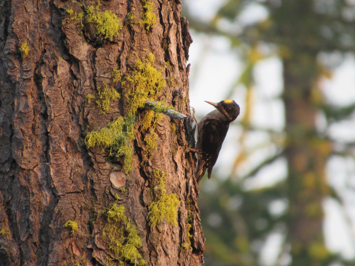 Black-backed Woodpecker - Tully Hochhausler