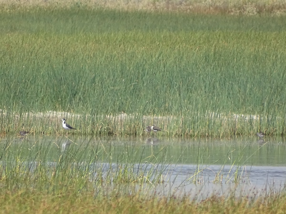 Black-necked Stilt (Black-necked) - ML113453631