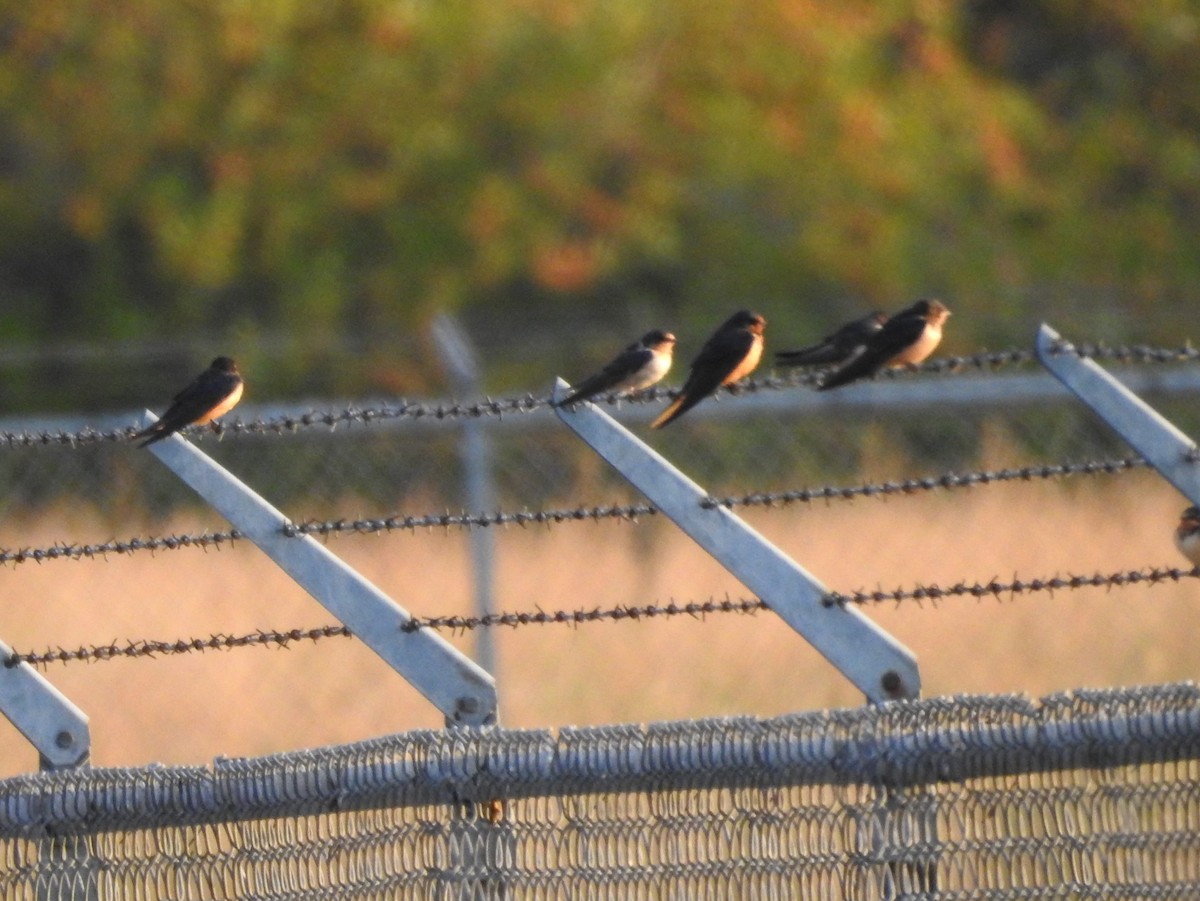 Barn Swallow - ML113454031