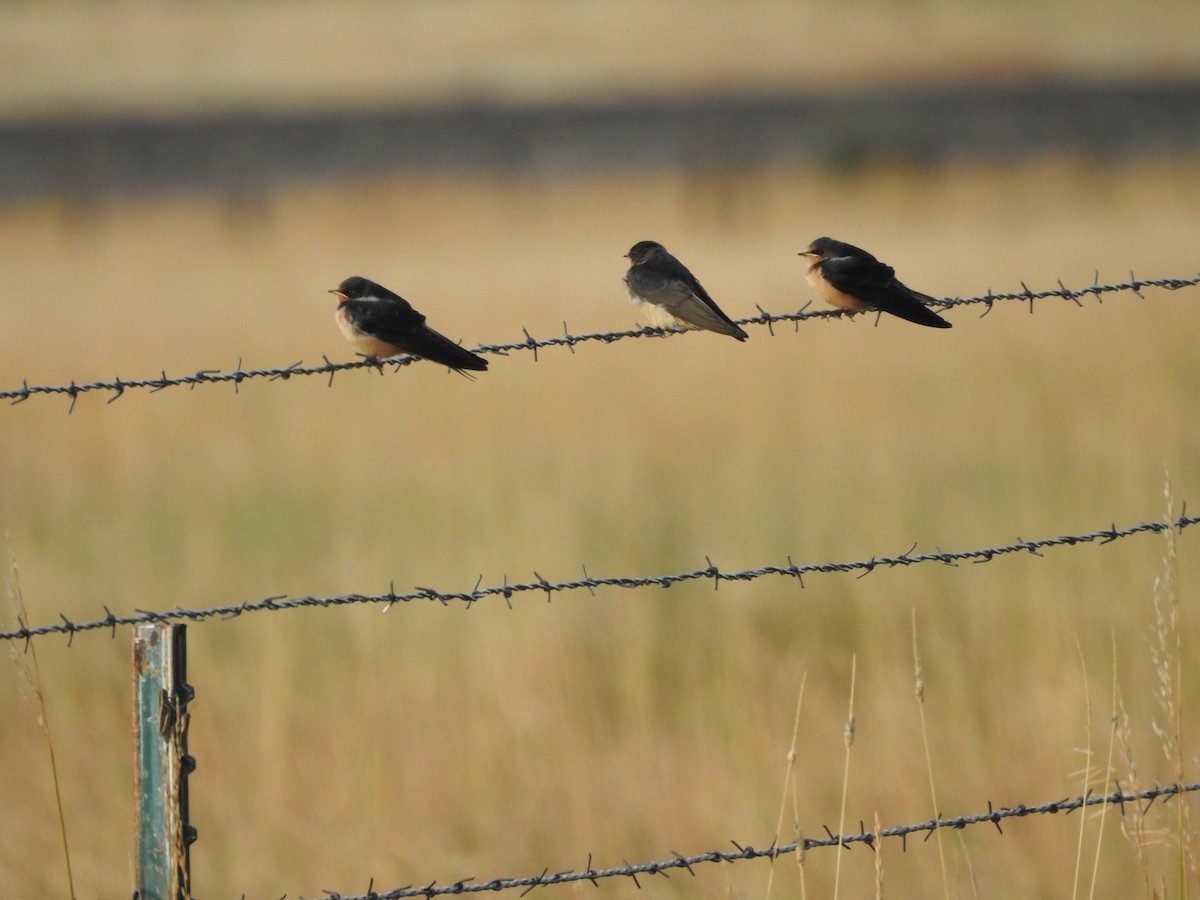 Barn Swallow - ML113454091