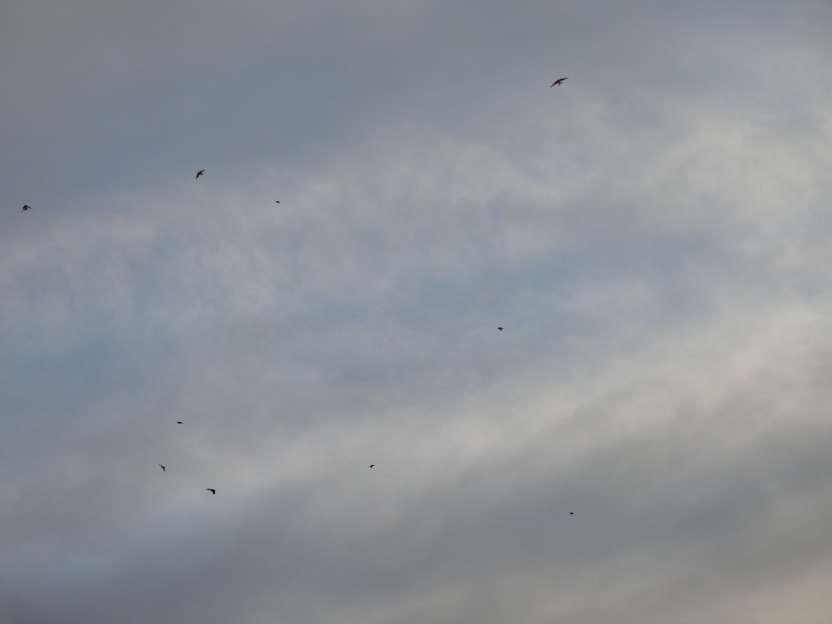 Barn Swallow - ML113454101