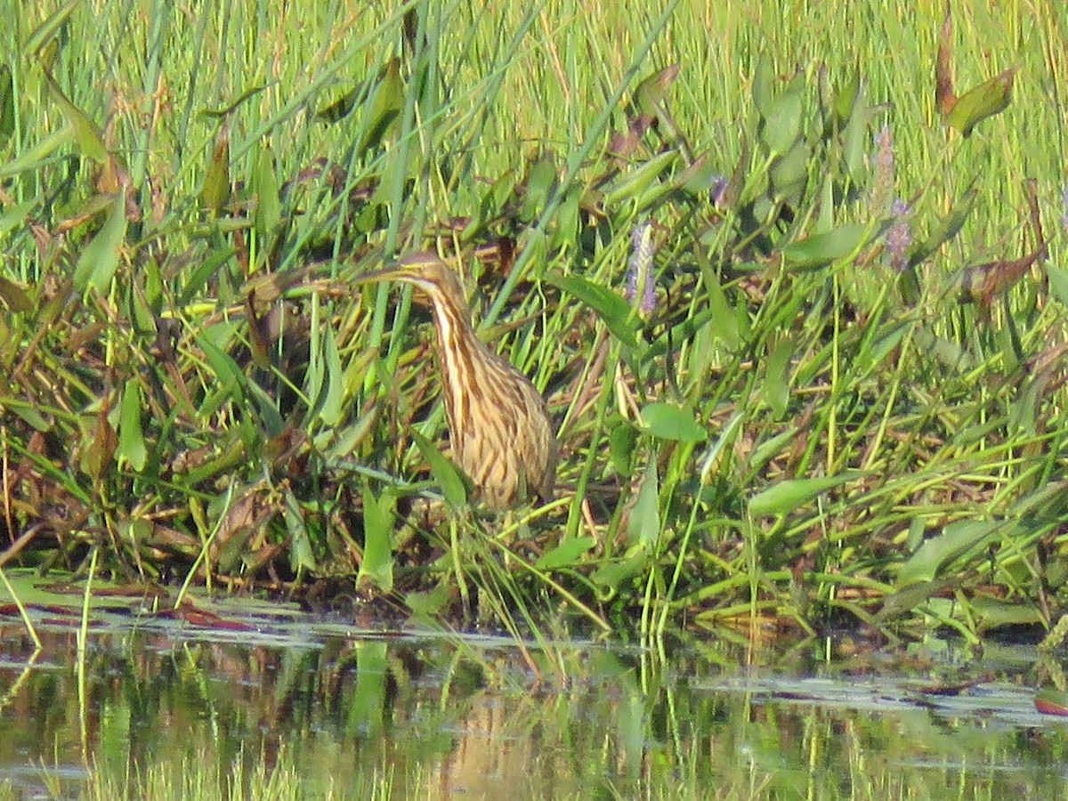 American Bittern - Catherine Boisseau