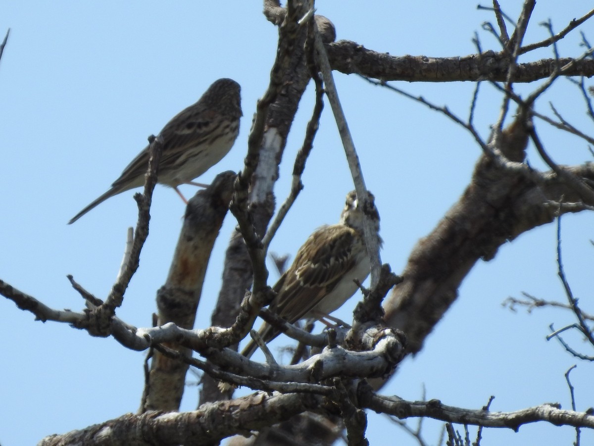 Lark Sparrow - ML113456131