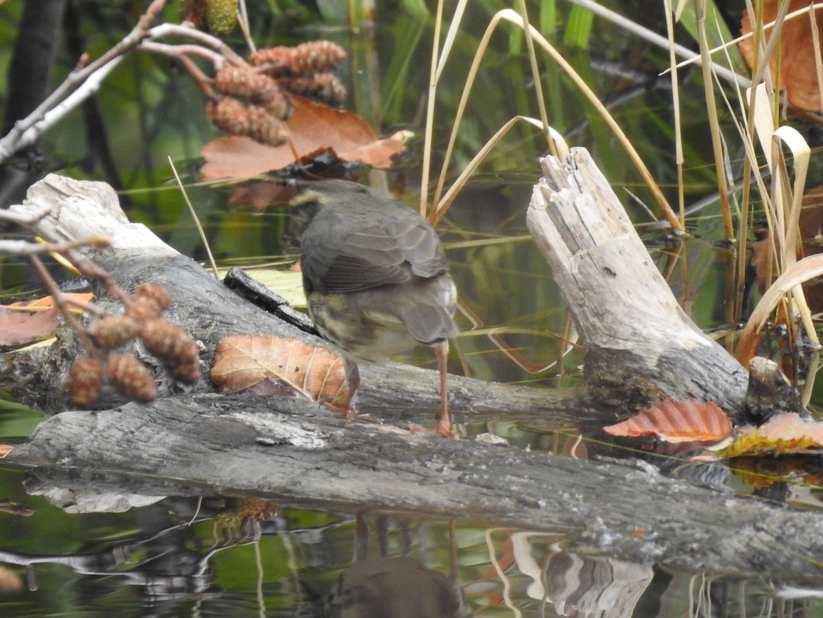 Northern Waterthrush - ML113456541