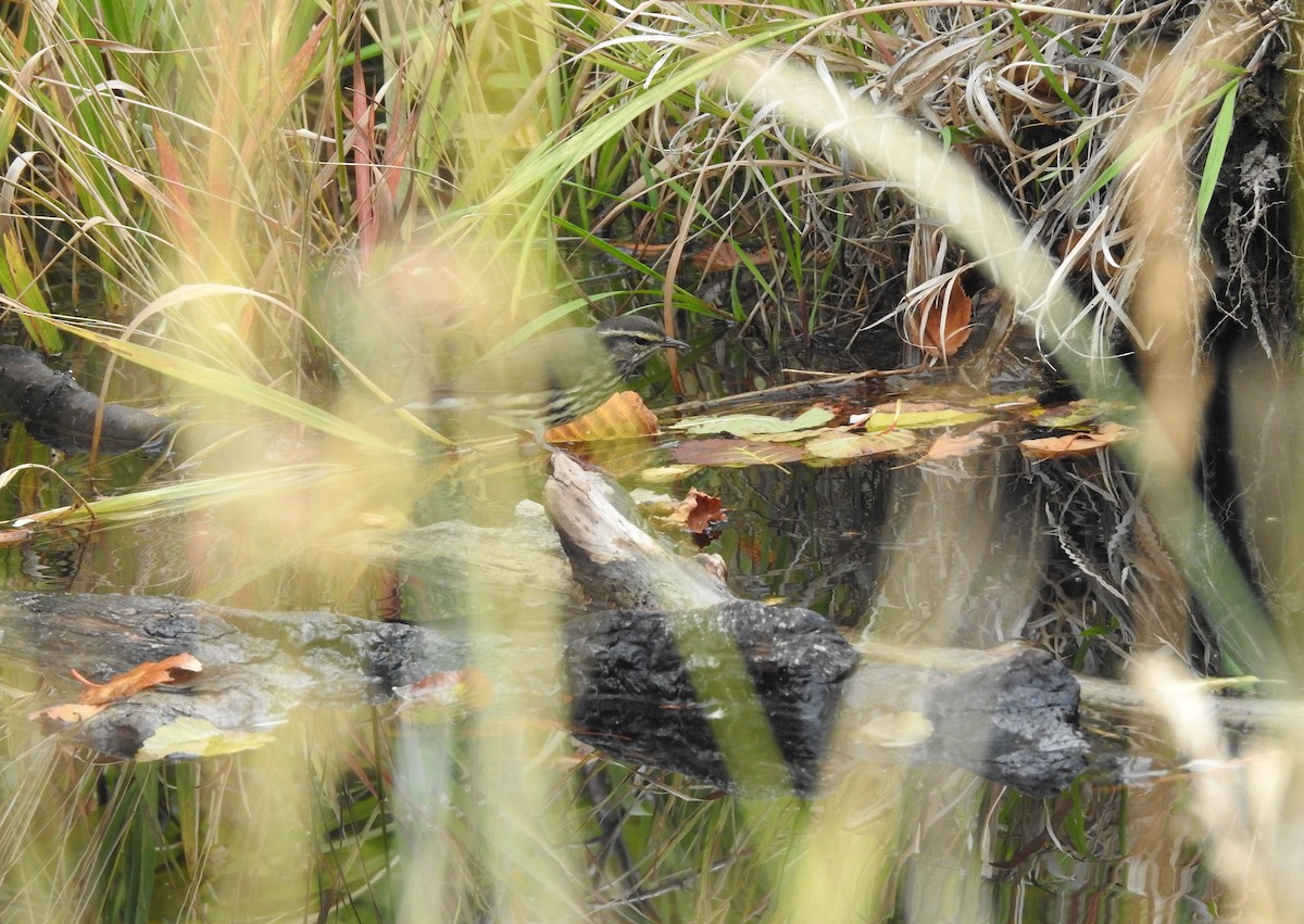 Northern Waterthrush - ML113456571