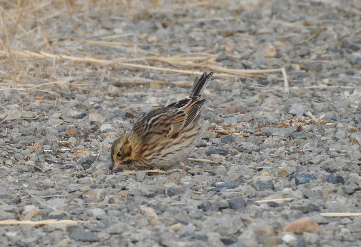 Savannah Sparrow - Shane Sater