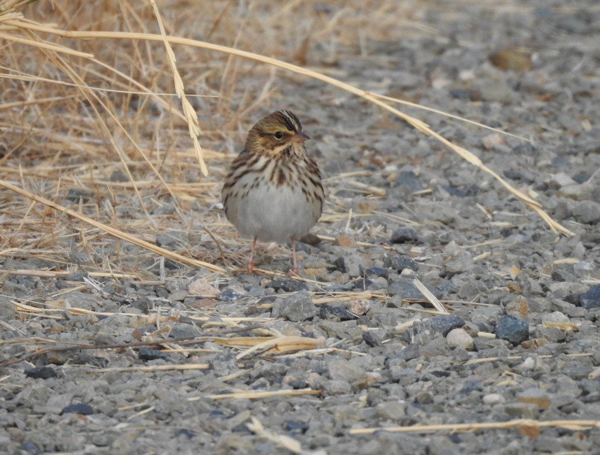 Savannah Sparrow - ML113457681