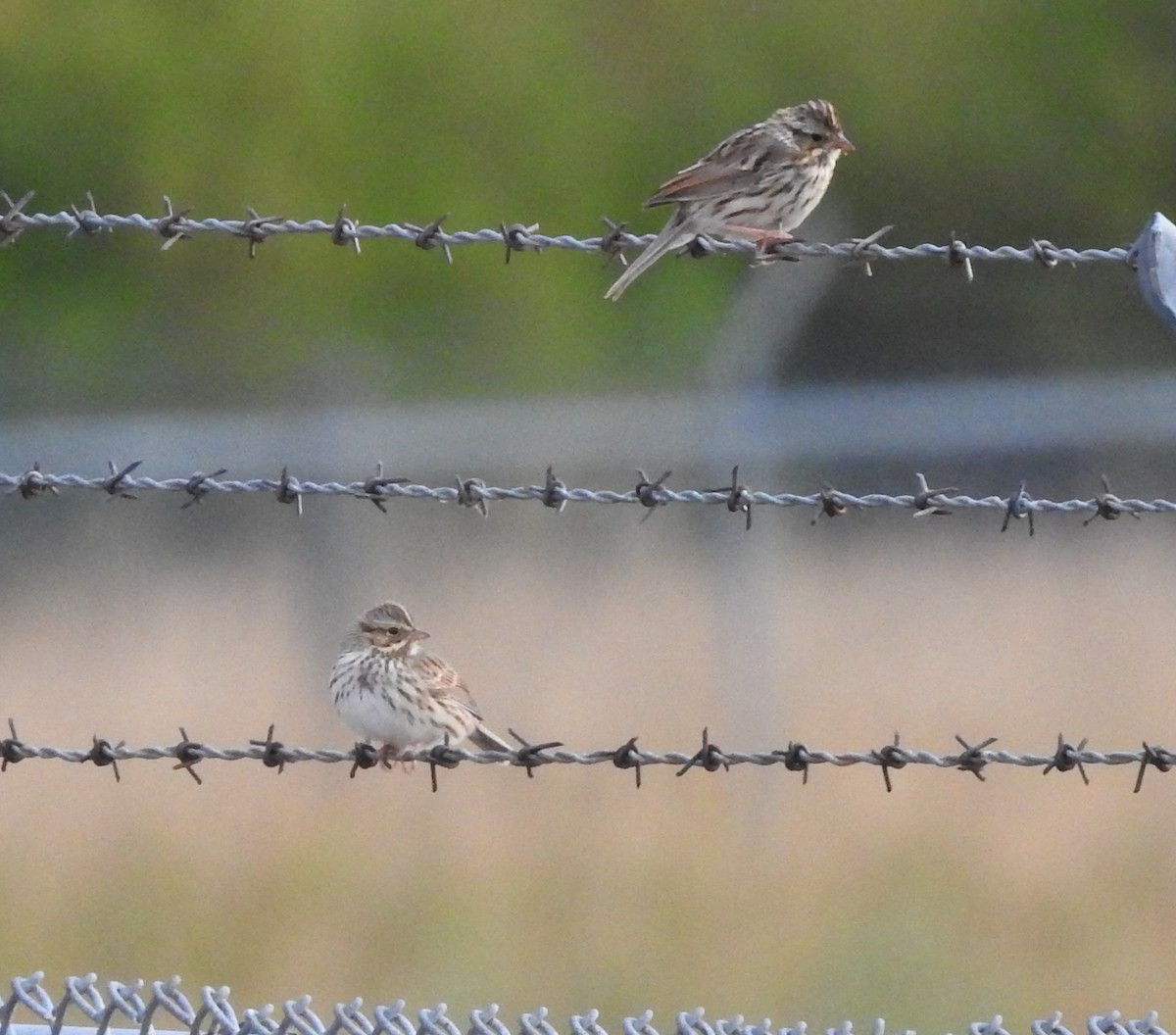 Savannah Sparrow - ML113457711