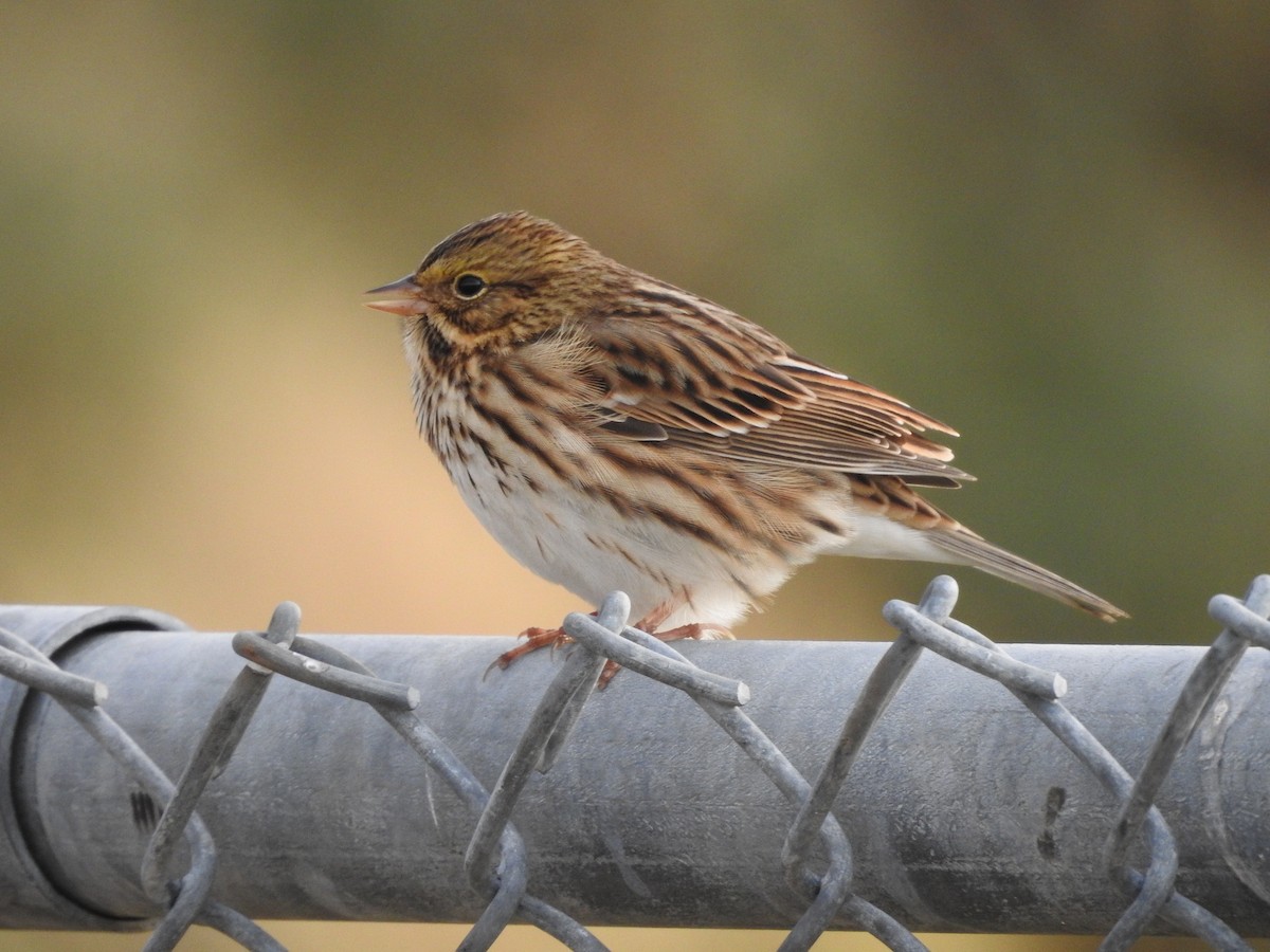 Savannah Sparrow - ML113457751