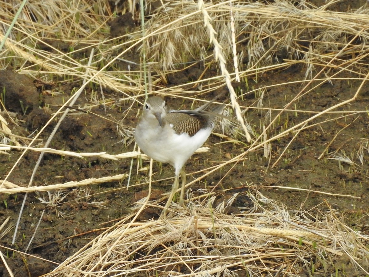 Spotted Sandpiper - ML113458331