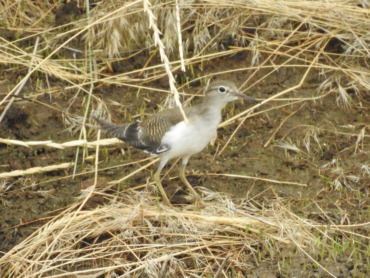 Spotted Sandpiper - ML113458341