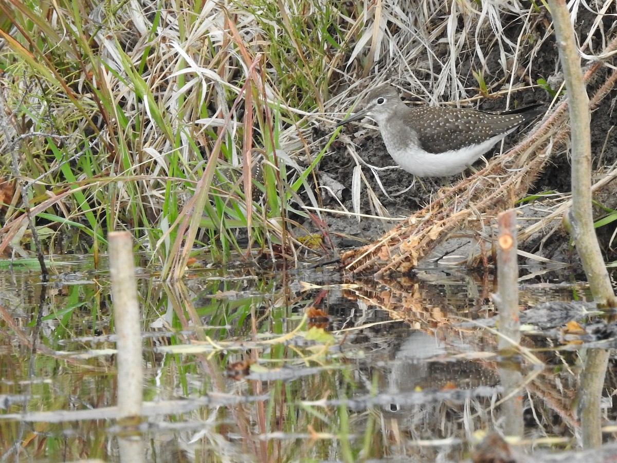 Solitary Sandpiper - ML113458371