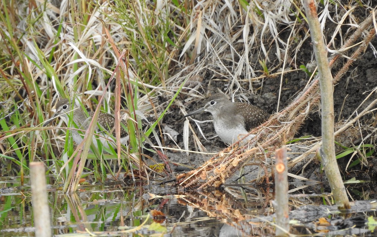 Solitary Sandpiper - ML113458381