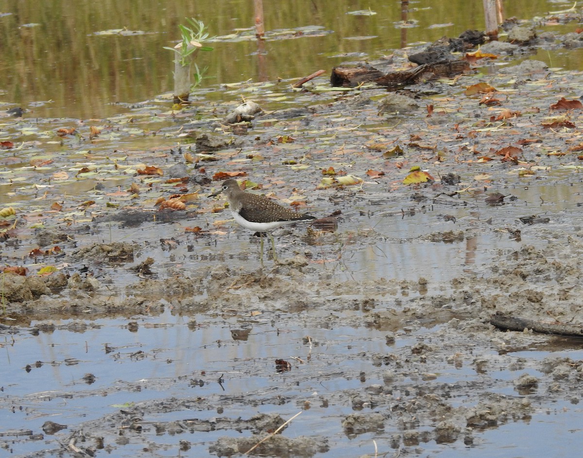 Solitary Sandpiper - ML113458521