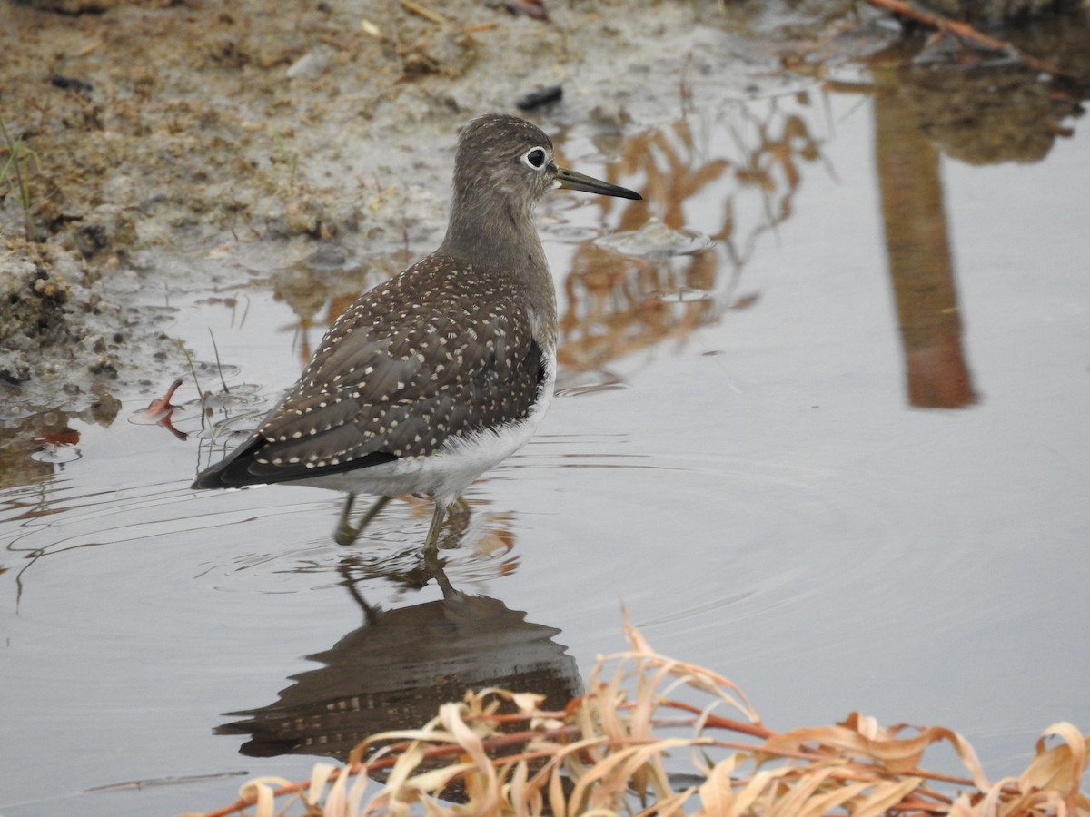 Solitary Sandpiper - ML113458531